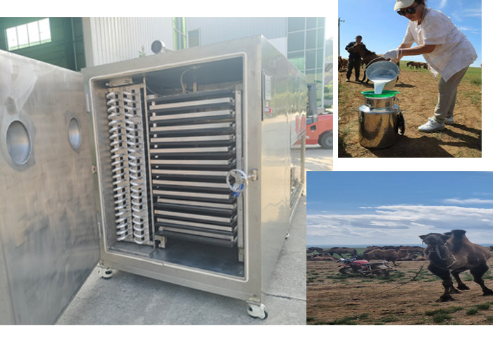 Compact Design Freeze Dry Fruit Machine With Bitzer Refrigeration System