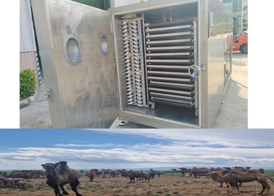 Commerical Freeze Dry Fruit Machine With 100kg/batch Capacity